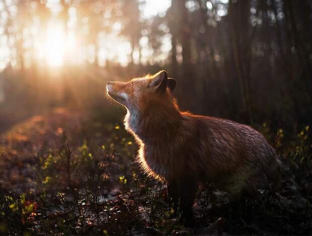 Любопытная лиса завязала дружбу с фотографом (фото)