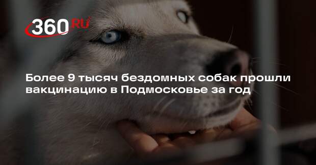 Более 9 тысяч бездомных собак прошли вакцинацию в Подмосковье за год
