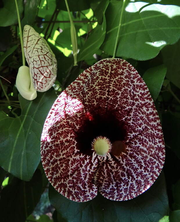 Что-то странное и его бутончик... :-)