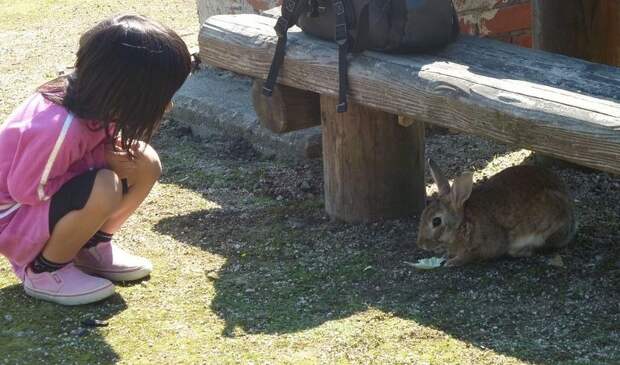 rabbitisland07 rabbitisland07 Окуносима – остров кроликов