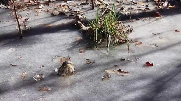 В США из-за аномальных холодов крокодилы буквально в лед вмерзли! 03