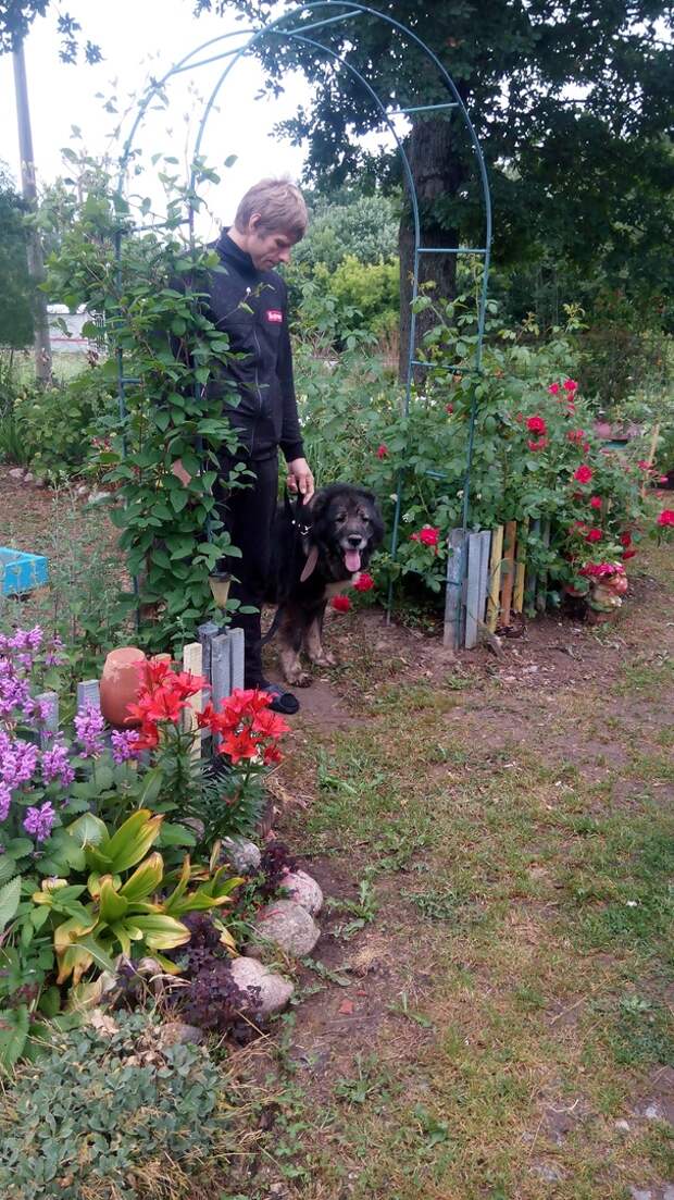 Под окнами роддома, из последних сил переставляя лапы, бродила овчарка большая собака, кавказская овчарка, собака