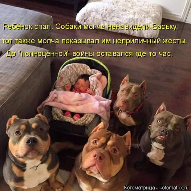 Лучшие котоматрицы недели (50 фото)