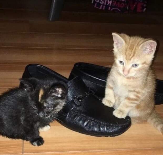 Котята и туфли
