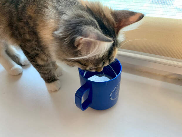 Почему кошкам важно пить воду и как «заставить» их пить больше?