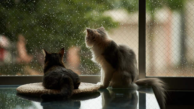 окно, кошки, дом, дождь