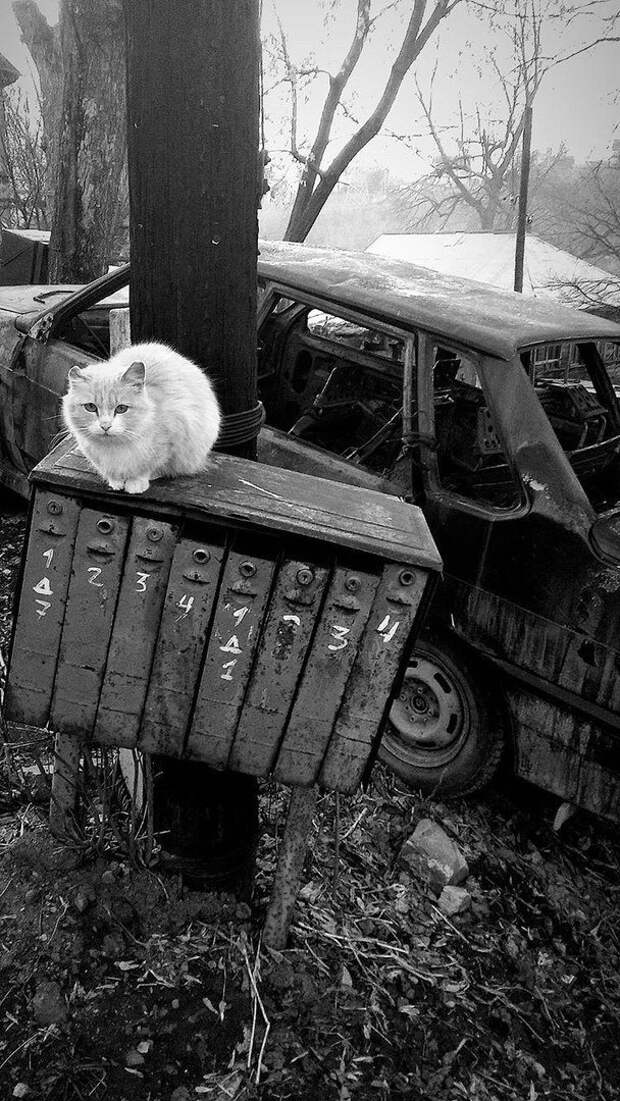 Очень колоритные уличные коты бродячая кошка, бродячие животные, городская жизнь, кот, кошка, уличная жизнь, уличная кошка, эстетика