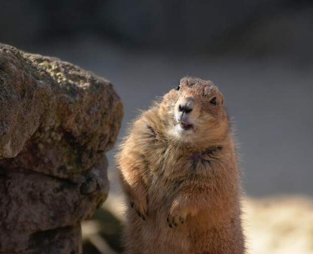 Арктические суслики меняют свой режим зимней спячки в ответ на изменение климата