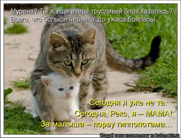 Лучшие котоматрицы недели (50 фото)