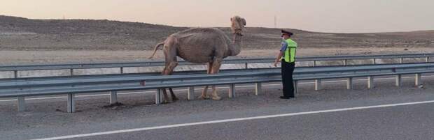 В Мангистау ограждают дороги от животных