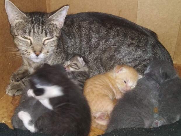 Кошка с детьми Кошка с котятами