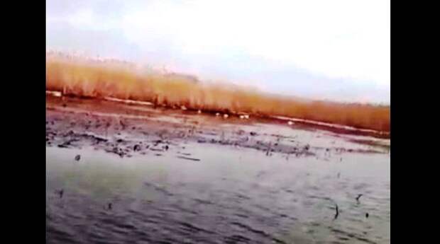 Пух и перья  спалить! У массово погибших на юге Астраханской области лебедей выявили птичий грипп