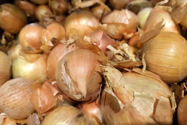 Лук может быть опасен для здоровья: врач-гастроэнтеролог назвала четыре заболевания, при которых употребление этого овоща противопоказано