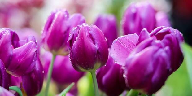 Выставки, посвященные природе, пройдут в центрах госуслуг СЗАО / Фото: mos.ru