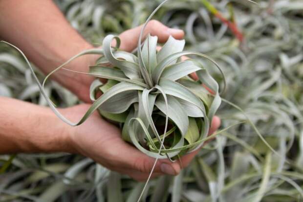 Тилландсия Ксерографика (Tillandsia xerographica)