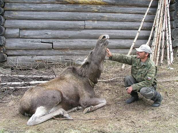 Лосиная ферма в Печоро-Илычском заповеднике. Фото