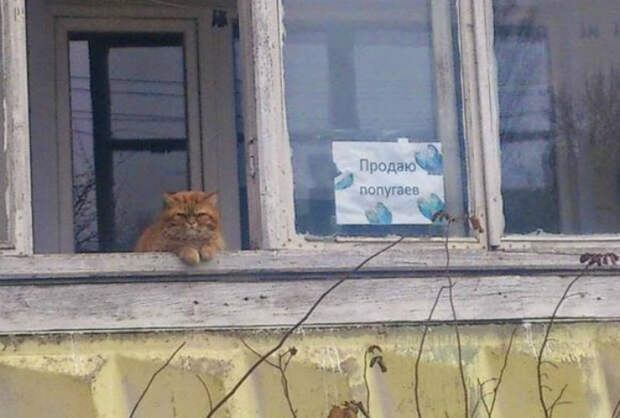 Ничего удивительного, просто кот продает попугаев. Ничего удивительного, просто кот продает попугаев.
