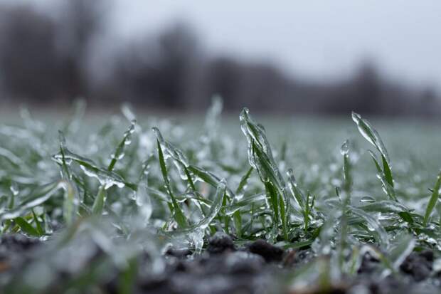 В РФ из-за заморозков погибли свыше 1 млн га посевов