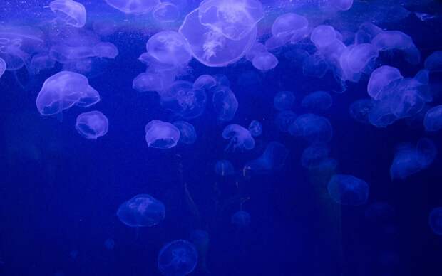 Ученые открыли новый вид медуз проживающих на глубине 812 метров