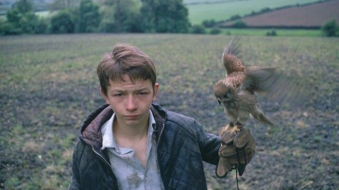 Картинки по запросу ken loach kes