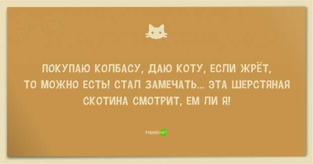 25 смешных анекдотов про кошек и котов