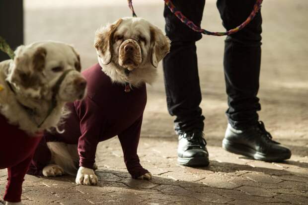 Выставка собак Crufts Dog Show 2019 проходит в Великобритании