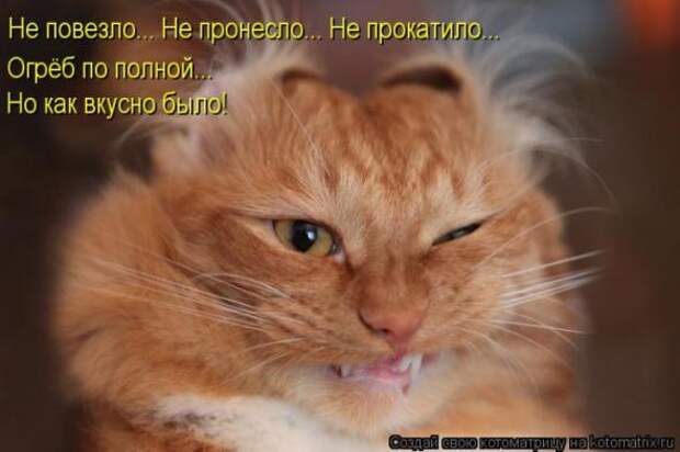 Котоматрицы(картинки с надписями)