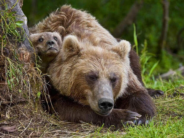 Невероятные фотографии медведей 27