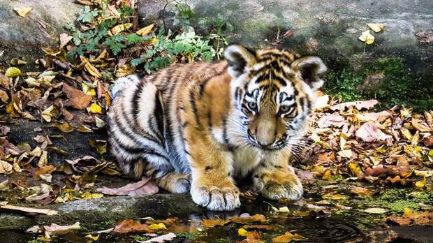 Приморские ветеринары прооперировали истощенного тигренка с травмой челюсти