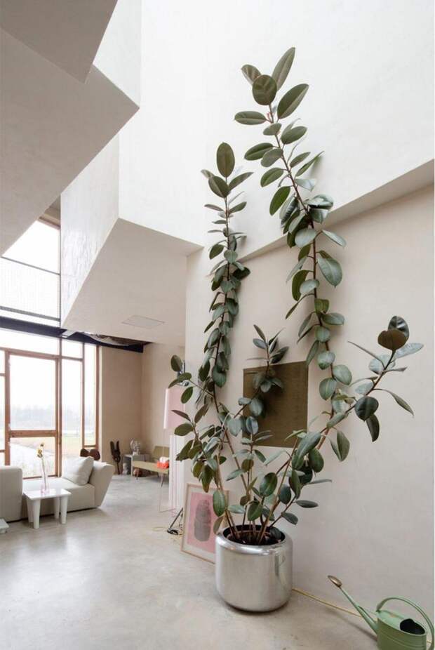 Идеи для декора: новый взгляд на комнатные растения 