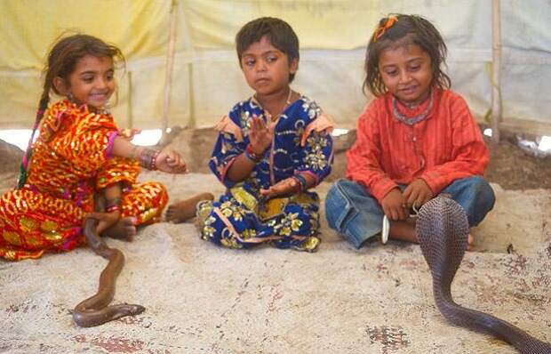Дети индийского племени Вади приручают ядовитых змей фото