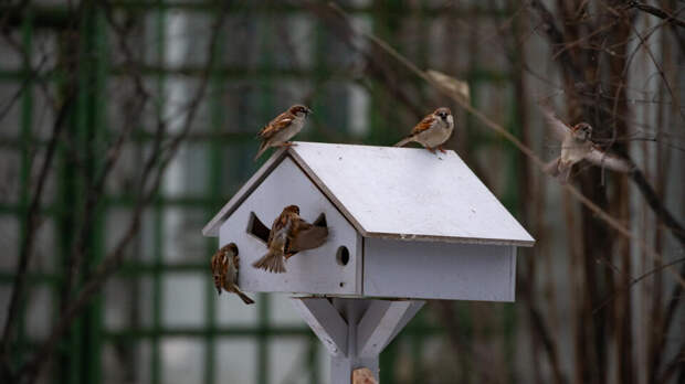 В Общественной палате объяснили смысл проведения всероссийской переписи воробьев