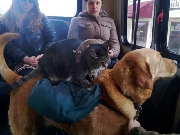Кот и пёс  кот, кошка, пёс, собака