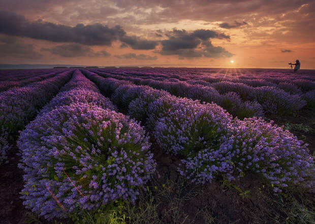 Lavender in Bulgaria