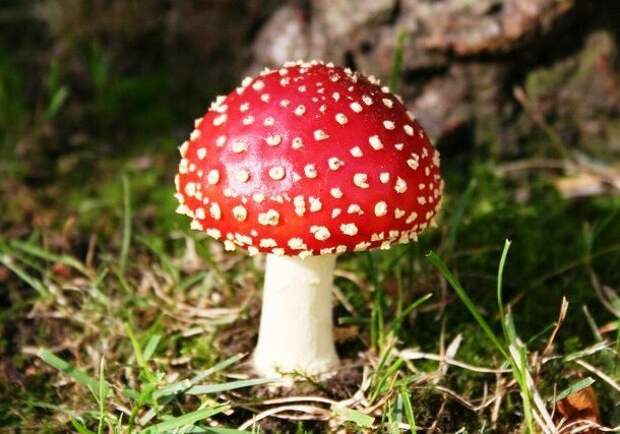 Удивительные разновидности грибов