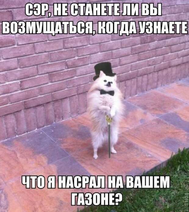 Картинки с забавными подписями