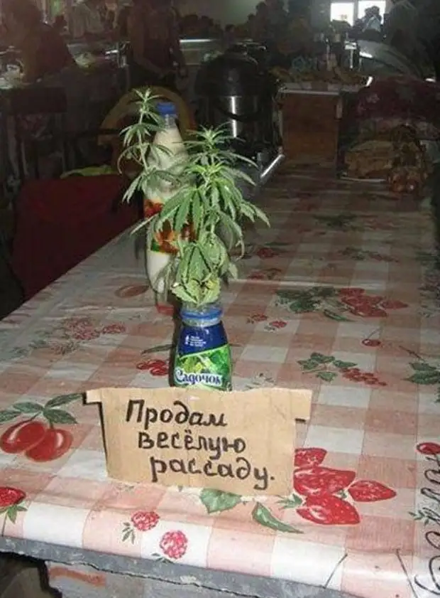 Смешные картинки про рассаду