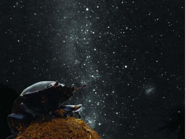 17. Навозные жуки ориентируются по Млечному пути. вселенная, космос, факты