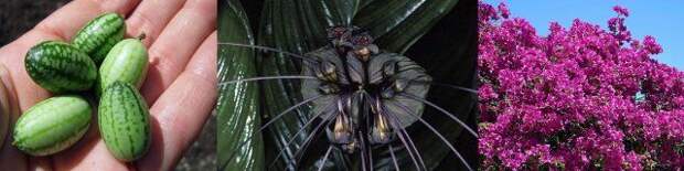 мелотрия шершавая, черная орхидея, глициния