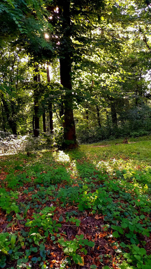 Длинные тени от деревьев