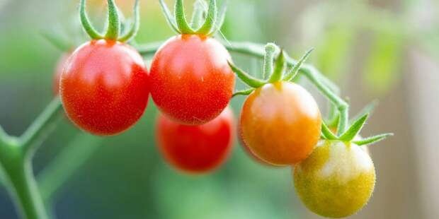 Дачникам на заметку: когда сеять помидоры в 2026-м, чтобы собрать рекордный урожай