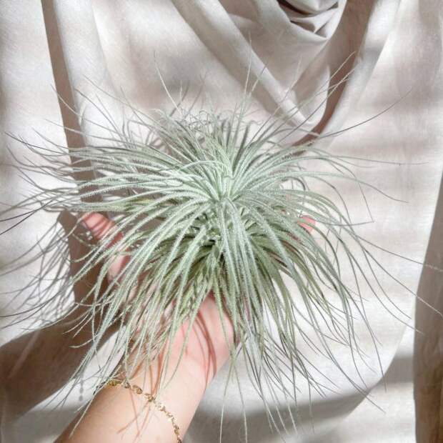 Телландсия текторум (Tillandsia tectorum)