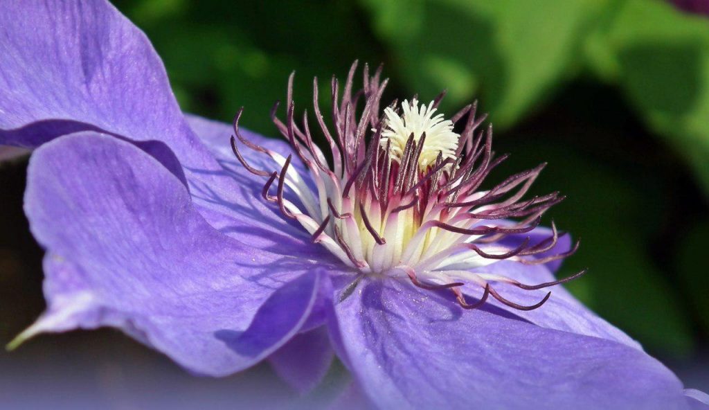 Цветы / фото: pixabay.com