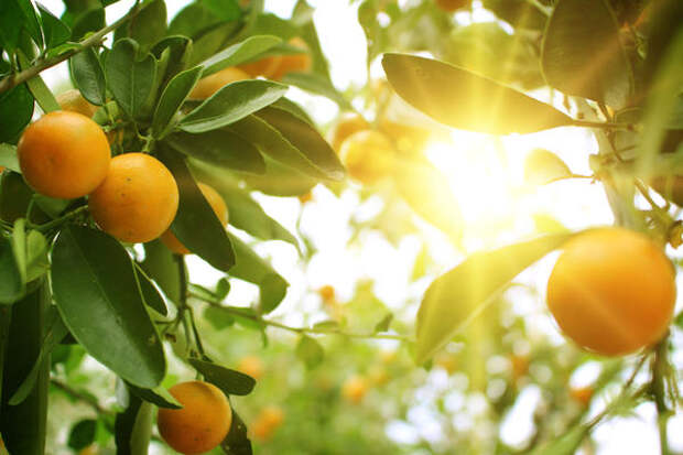 Даже самые передовые технологии не помогут вырастить апельсины на северных болотах