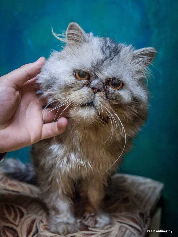 кошка, приют, Минск, волонтеры