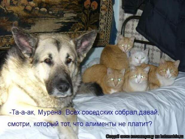 Котоматрицы(картинки с надписями)