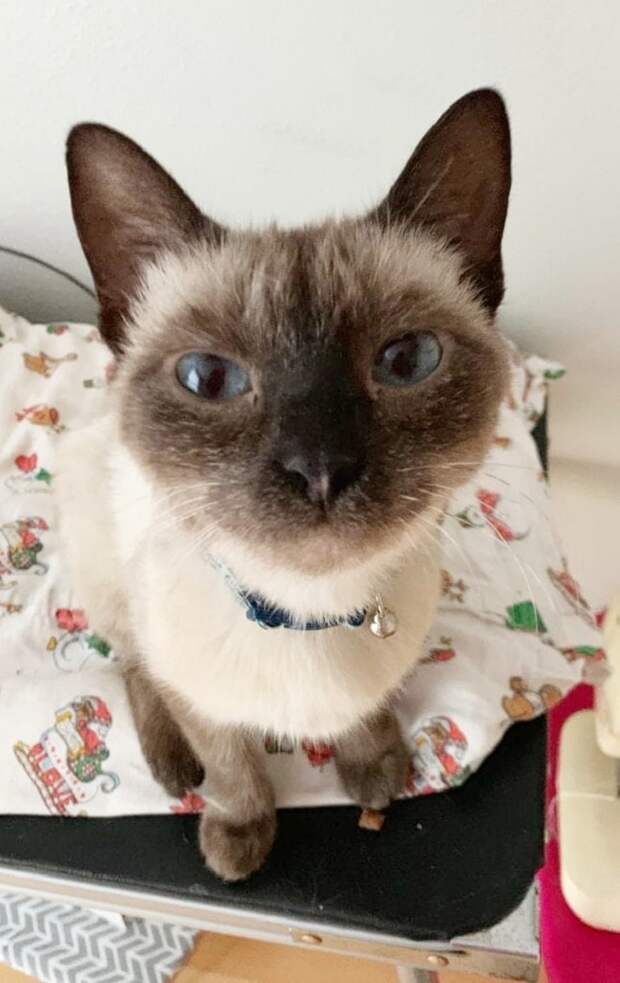 Кошка в доме Кошка сидит