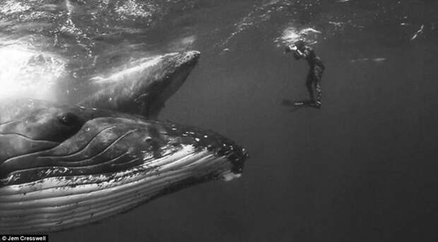Так близко китов вы еще не видели! горбачи, животные, киты, миграция, путешествие, фото, фотопроект, чудо природы