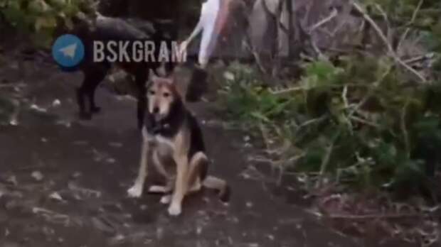 Беспризорные собаки / Кадр из видео: 