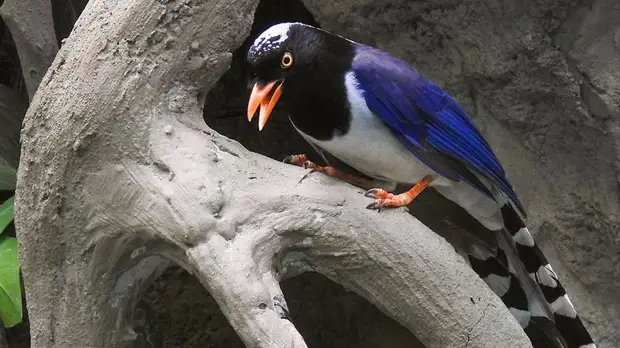 В Московском зоопарке вылупилось более 30 птенцов в 2018 году